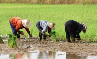 Farmers working in rice fields