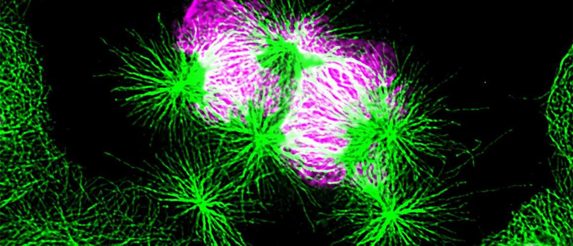 bio imaging microscopic image of cells