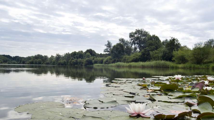 UEA Broad Lilypads