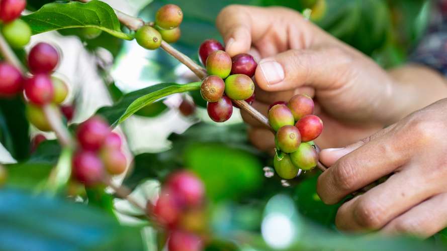 picking coffee berries