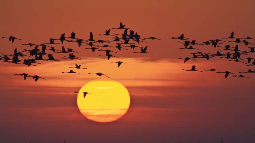 flamingos flying at sunset