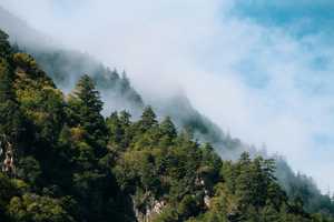 Forest on a mountain side with cloud cover
