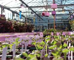 John Innes Centre greenhouse