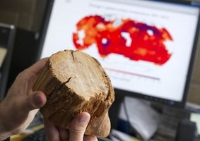 Log cross section being studied