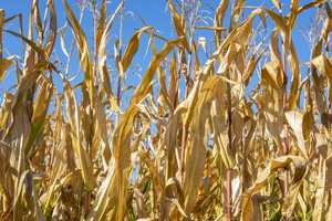 A close up of a field of failed crops with a blue sky in the background.