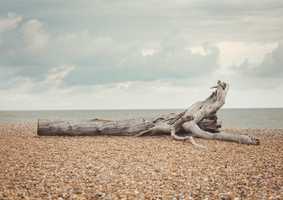 Driftwood on a pebble beach