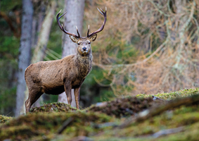 A deer in the forest