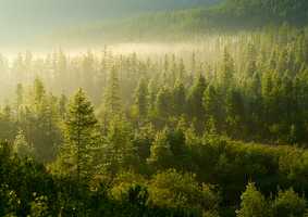 A dense pine forest.