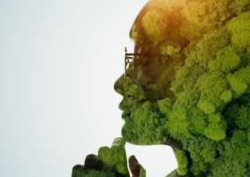 Outline of a face made of trees