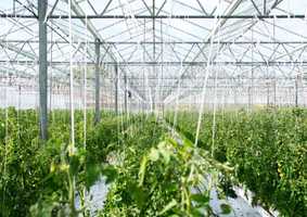 Plants growing in a greenhouse
